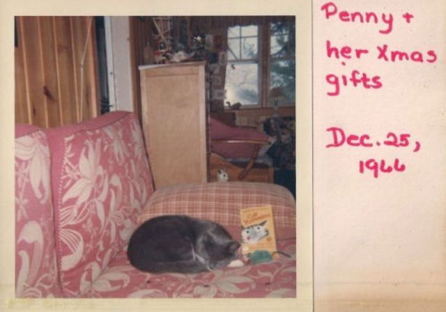 30 Polaroid Shots of Pets at Home During Christmas in the Mid-20th Century