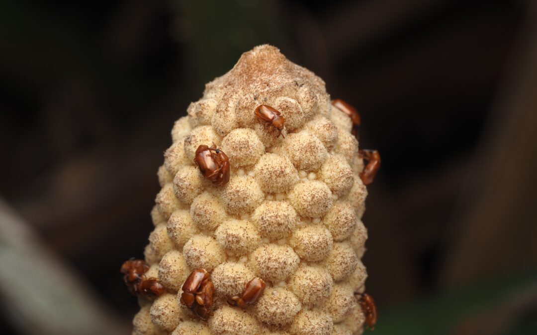 Forget flowers: These ancient plants attract pollinators by getting hot